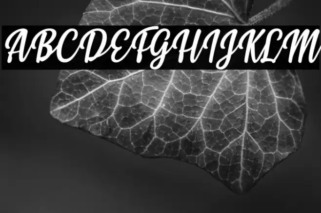 Styla Italic Font examples