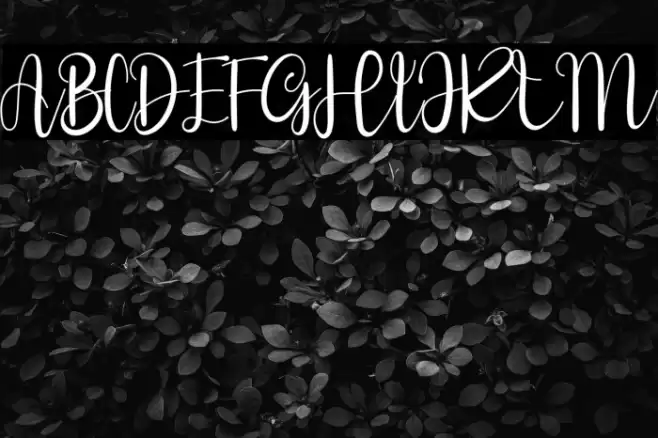 Style Signature Fonte examples