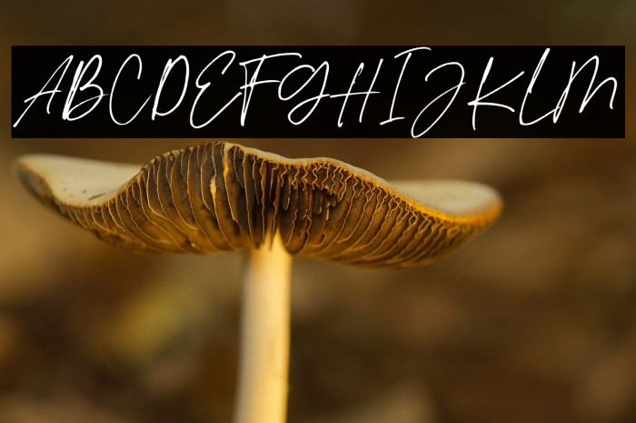 Styled Bright Regular Example 1