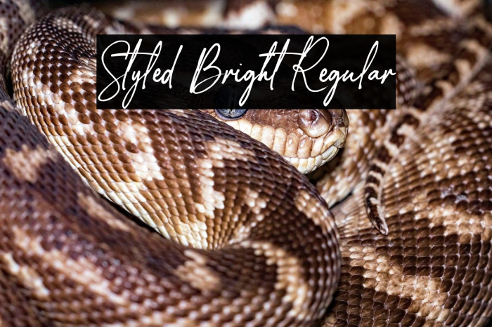 Styled Bright Regular Example 2