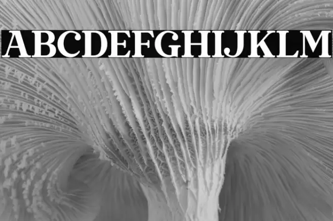 Stylish California Font examples