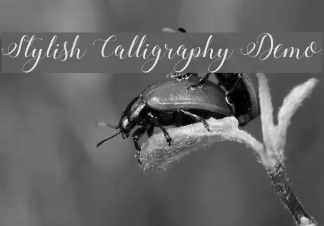 Stylish Calligraphy Demo Font examples