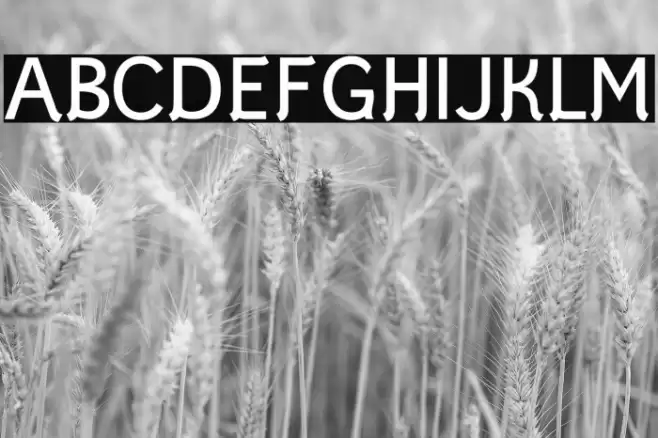 Styllo Font examples