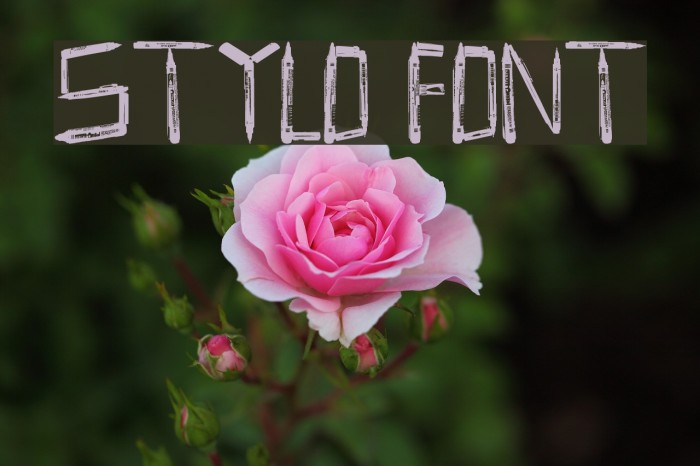 Stylo Font examples