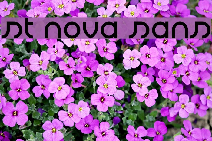 st nova sans Font examples