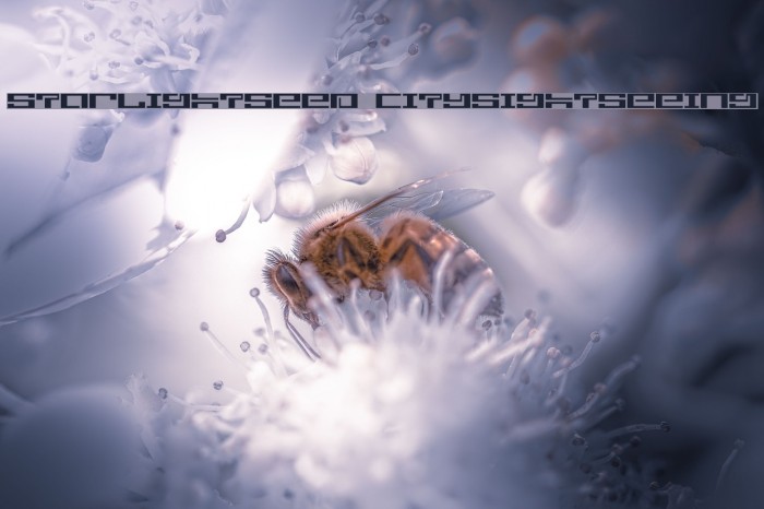 starlightseed citysightseeing Example 1