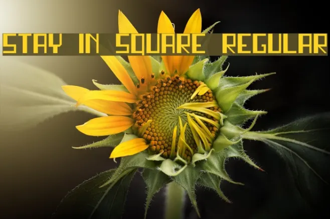 stay in square Regular Example 2