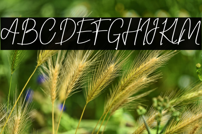 steelysticoPERSONALUSEONLY-Rg Example 1