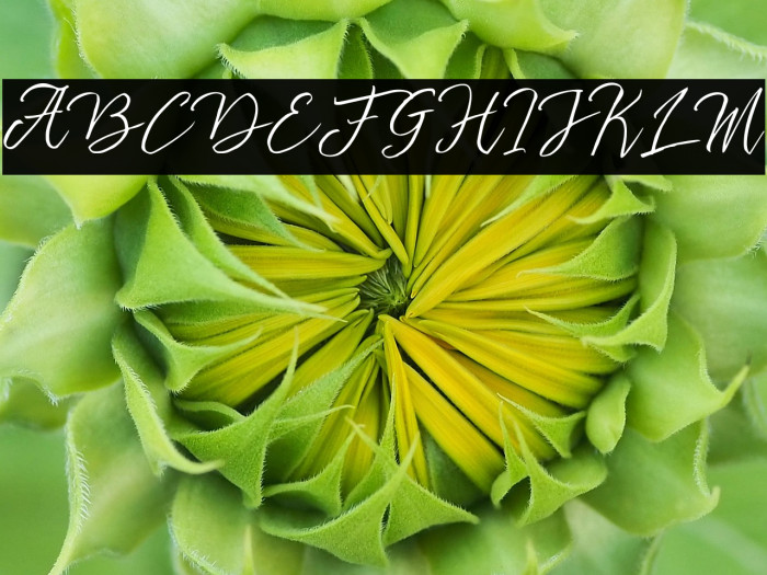 stefhanie typeface free demo Regular Example 3