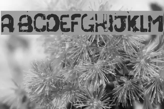 stencil pra vender côco Fuentes examples