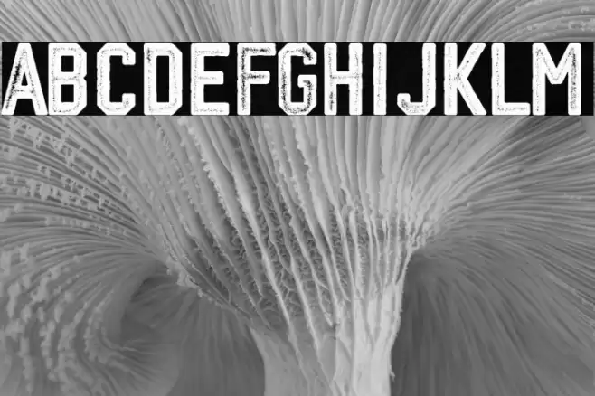 stone college 1936 Font examples