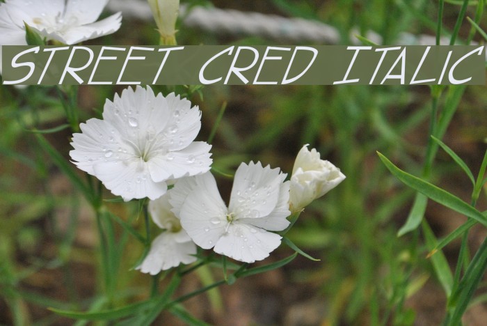 street cred Italic Font examples