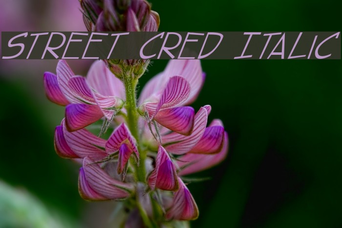 street cred Italic Font examples