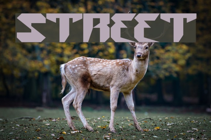street Font examples