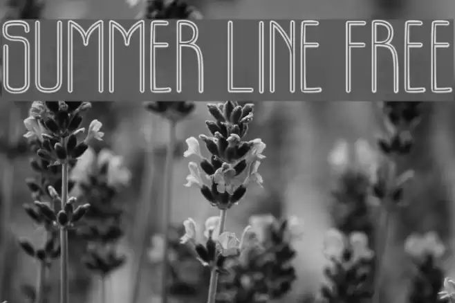 SUMMER LINE FREE Font examples
