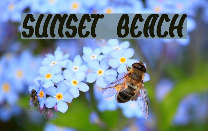 SUNSET BEACH Font examples