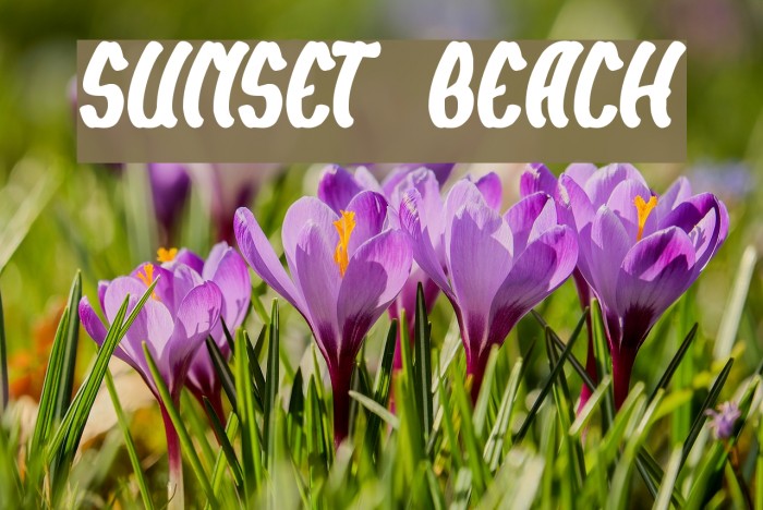 SUNSET BEACH Font examples