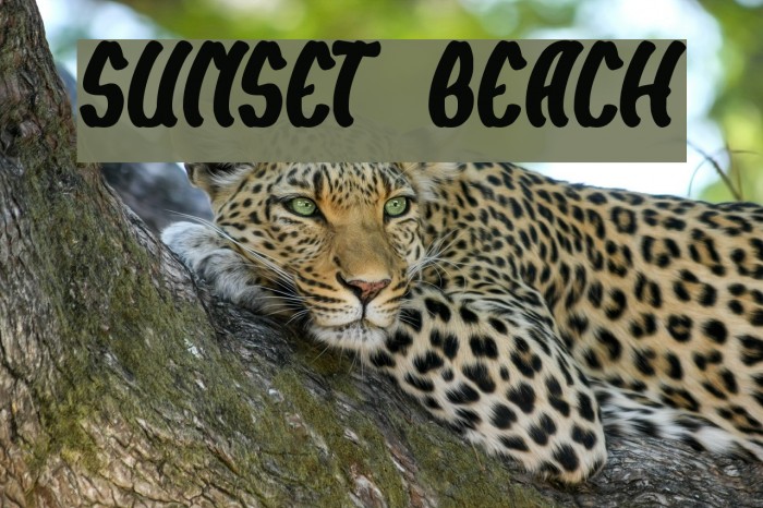 SUNSET BEACH Font examples