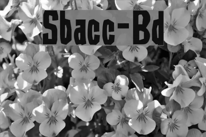 Subaccuz-Bold Шрифта examples
