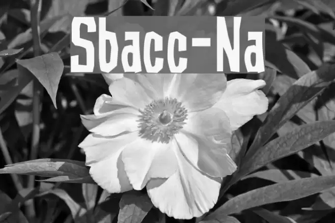Subaccuz-Normal Fuentes examples