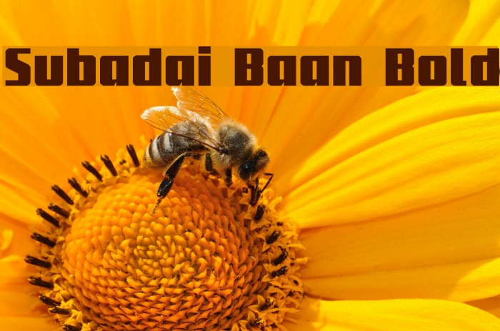 Subadai Baan Bold Example 1