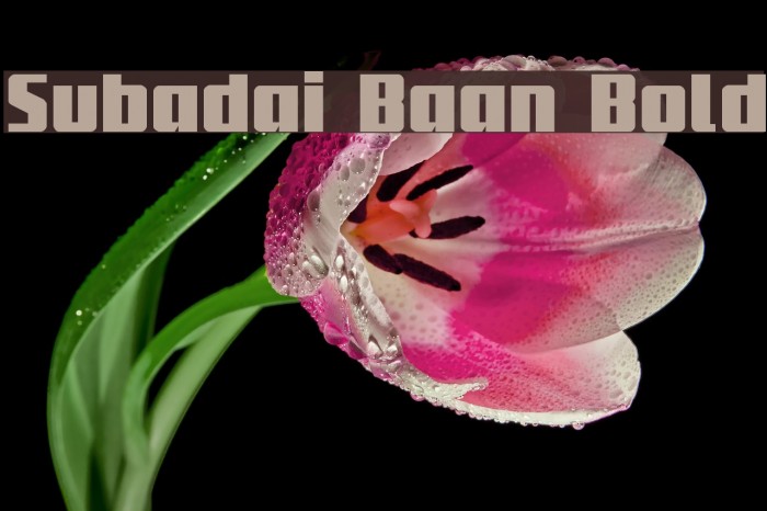 Subadai Baan Bold Example 2