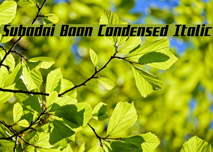 Subadai Baan Condensed Italic Font examples