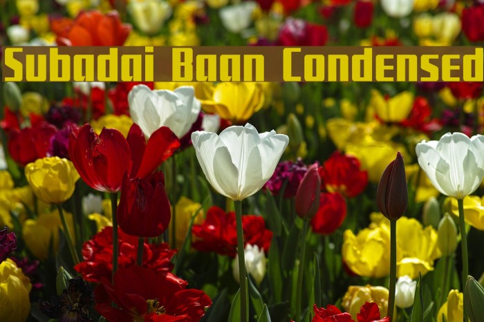 Subadai Baan Condensed Example 1