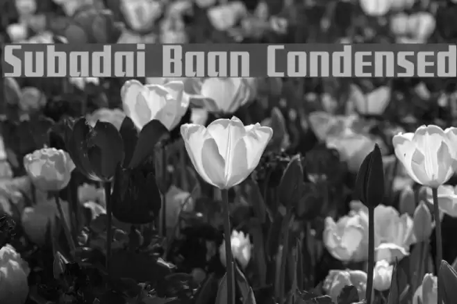 Subadai Baan Condensed Font examples