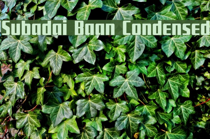 Subadai Baan Condensed Example 3