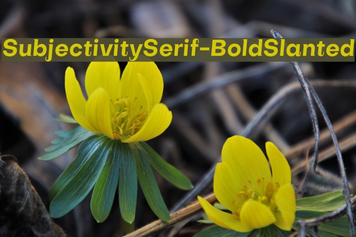 SubjectivitySerif-BoldSlanted Example 2