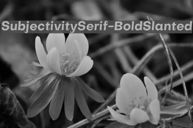 SubjectivitySerif-BoldSlanted Font examples