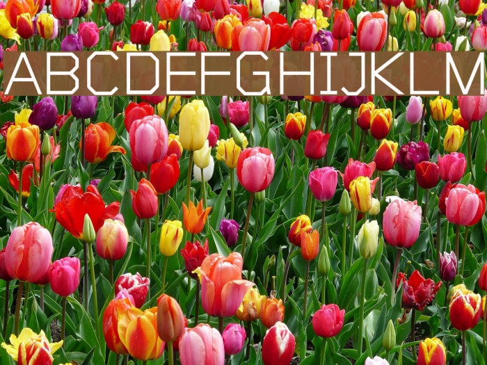 Sublimation Light Font examples