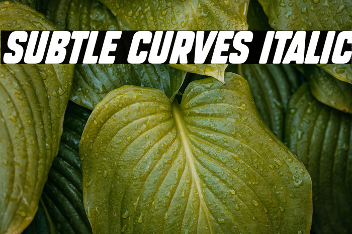 Subtle Curves Italic Example 2