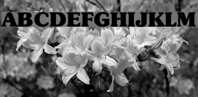 Subway Regular Font examples