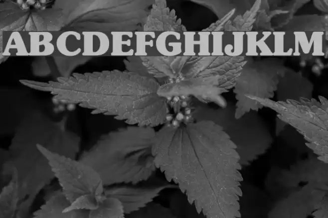 Subway Regular Font examples