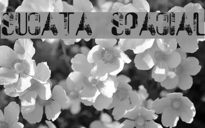 Sucata Spacial Polices examples