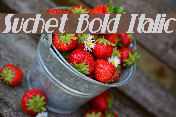 Suchet Bold Italic Font examples