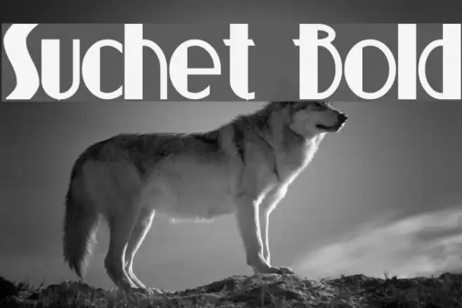 Suchet Bold Font examples