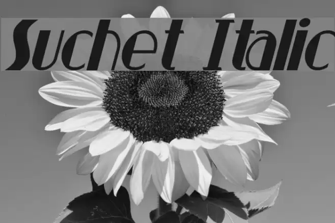 Suchet Italic Font examples