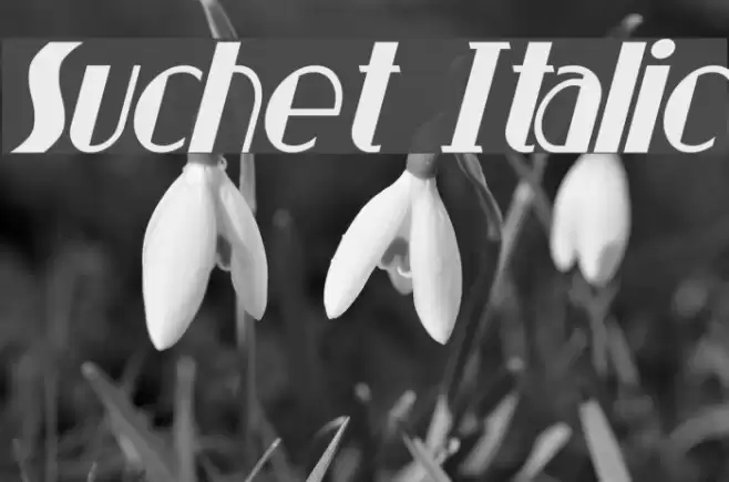 Suchet Italic Font examples