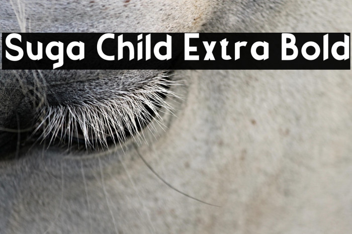 Suga Child Extra Bold Example 2