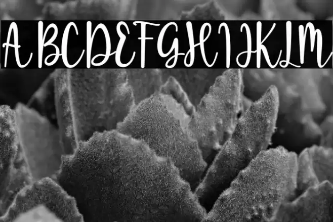 Sugar Bitter Font examples