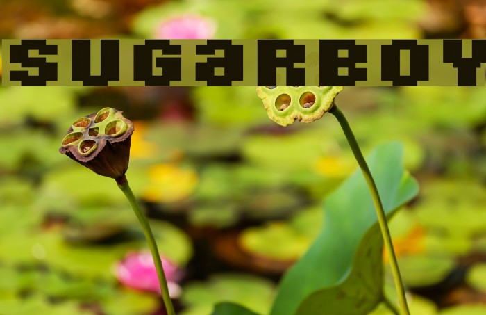SugarBoy Font examples
