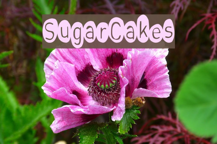 SugarCakes Example 2