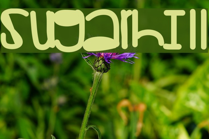 Sugarhill Font examples