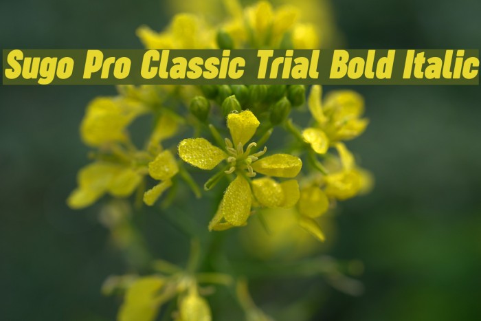 Sugo Pro Classic Trial Bold Italic Example 2