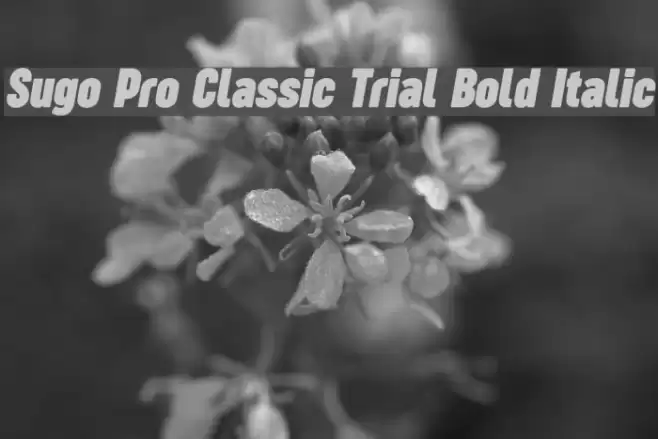 Sugo Pro Classic Trial Bold Italic Font examples