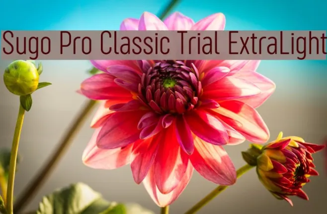 Sugo Pro Classic Trial ExtraLight Example 2