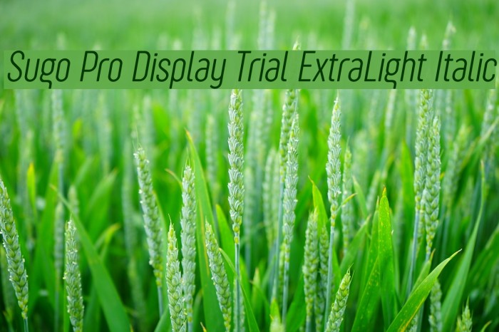 Sugo Pro Display Trial ExtraLight Italic Example 2